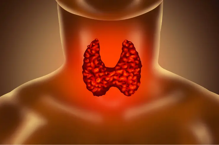 Endocrinology